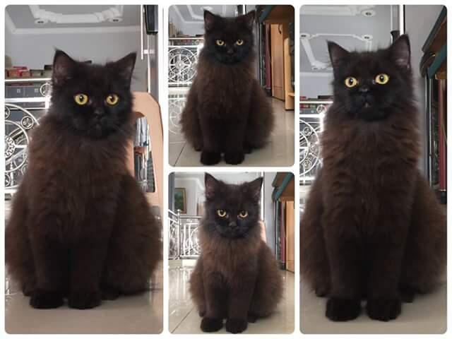 kucing saya yang telah lama hilang di temukan di jual di pasar