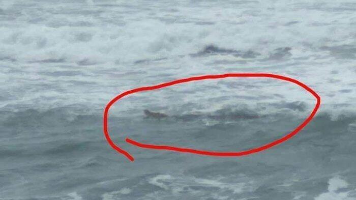 Breaking News:Buaya Sempat Muncul Permukaan, Paranormal & Pawang Buaya Didatangkan