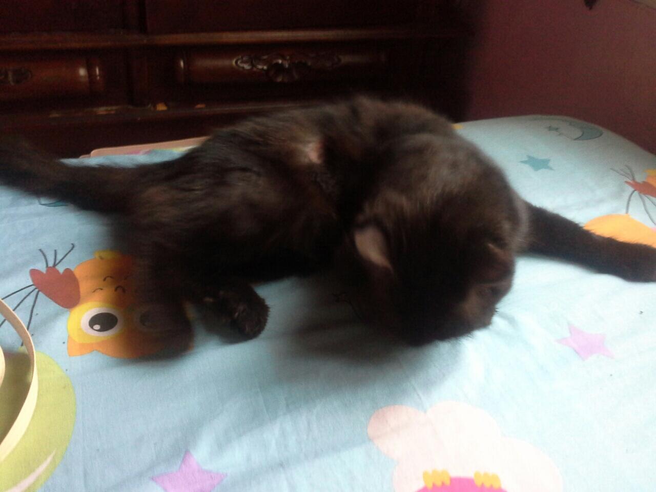 kucing saya yang telah lama hilang di temukan di jual di pasar