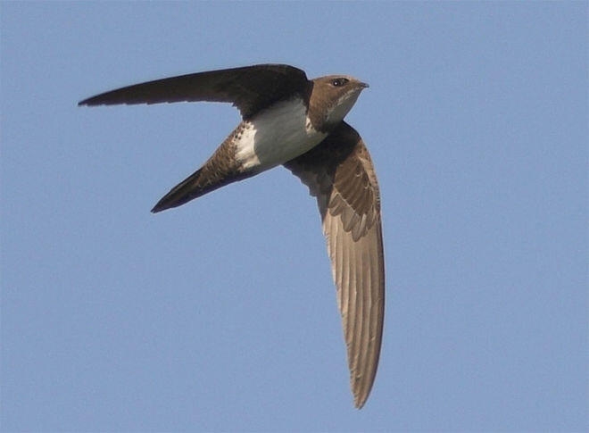 Burung yang Mampu Terbang Selama 6 Bulan Non Stop