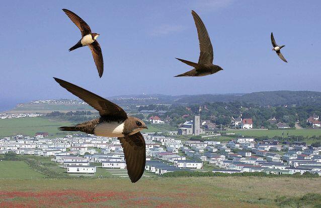 Burung yang Mampu Terbang Selama 6 Bulan Non Stop