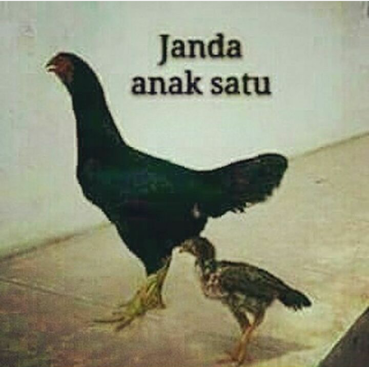 Janda Anak Satu