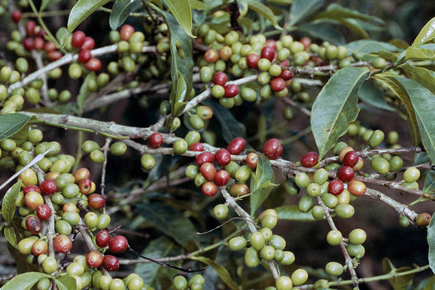 [ENHTUSIAST COFFEE] Berkenalan Dengan Tanaman Kopi