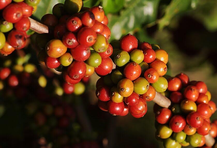 [ENHTUSIAST COFFEE] Berkenalan Dengan Tanaman Kopi