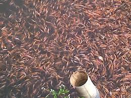 Nyari bibit ikan nila merah daerah tangerang , jakarta dan sekitarnya