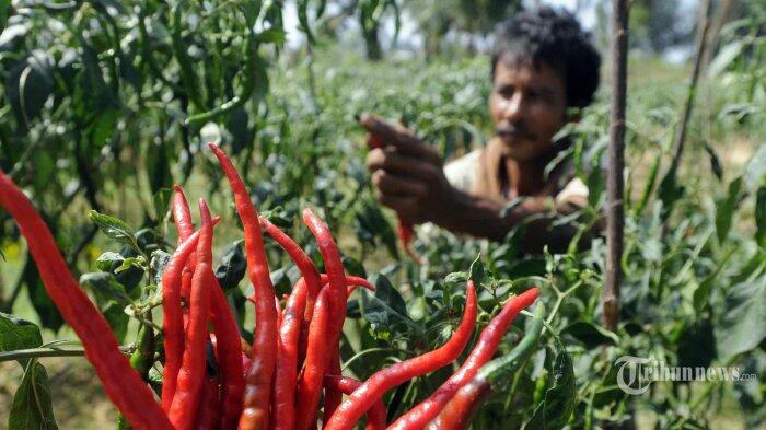 Mentan Ajak Ibu-ibu Tanam Cabai Dan Kurangi Gosip