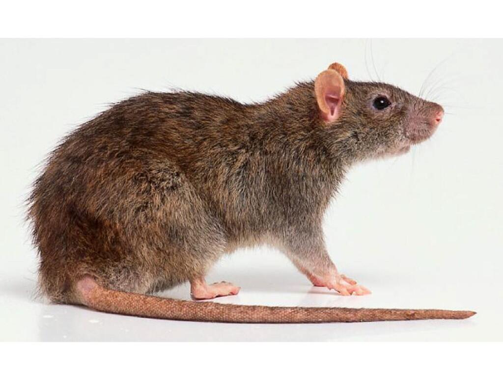 Серая крыса во сне. Rattus norvegicus caraco крыса. Мышь на белом фоне. Крыса с боку. Мышка с боку.