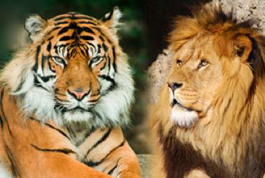 Download 6300 Gambar Harimau Dan Singa Keren Gratis