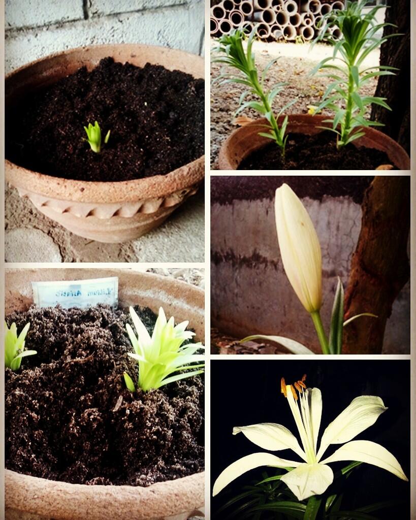 Bunga2 Eropa - Lilium SP - Asiatic Lily