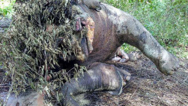 Gajah jantan tewas di kebun sawit, anak gajah terluka oleh senapan