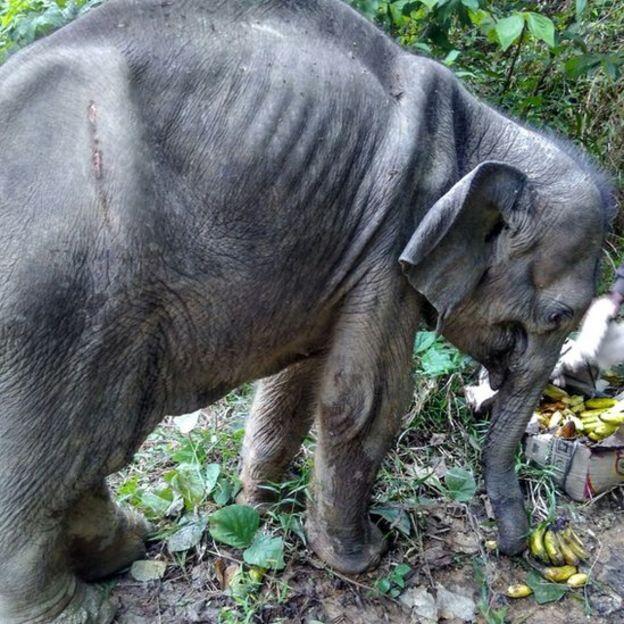 Gajah jantan tewas di kebun sawit, anak gajah terluka oleh senapan