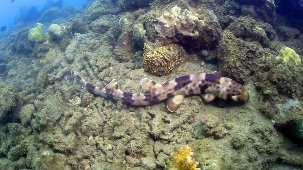 5 Spesies Hiu Berjalan Ternyata Menghuni Indonesia