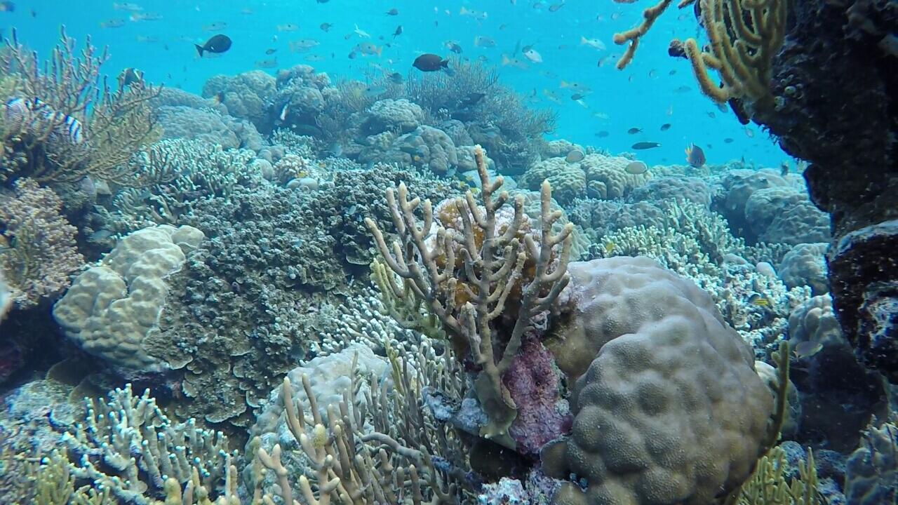 Wakatobi, Surga Di Tanah Sulawesi