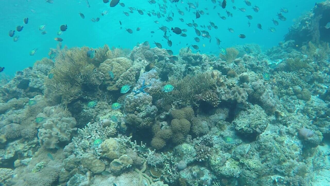Wakatobi, Surga Di Tanah Sulawesi
