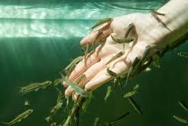 IKAN PENGHILANG STRESS DAN MENYEHATKAN