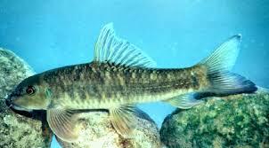 IKAN PENGHILANG STRESS DAN MENYEHATKAN