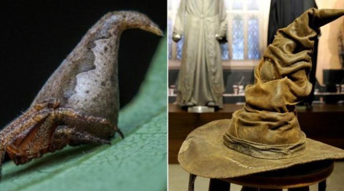 Laba-laba Mirip Topi Harry Potter
