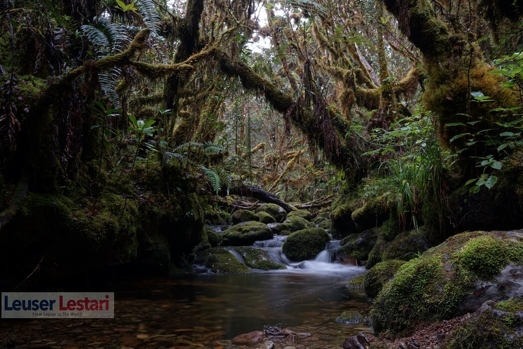 Begini Keindahan Puncak Gunung Tersulit Jalur Tracking di Asia Tenggara
