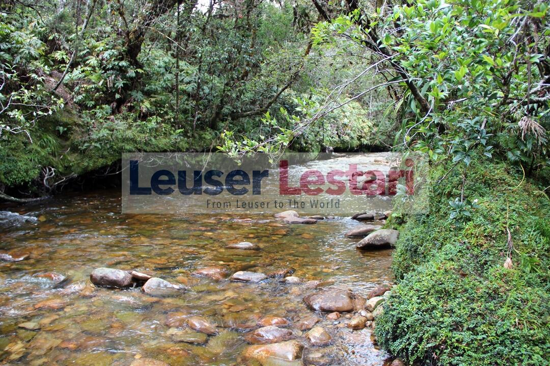 Begini Keindahan Puncak Gunung Tersulit Jalur Tracking di Asia Tenggara