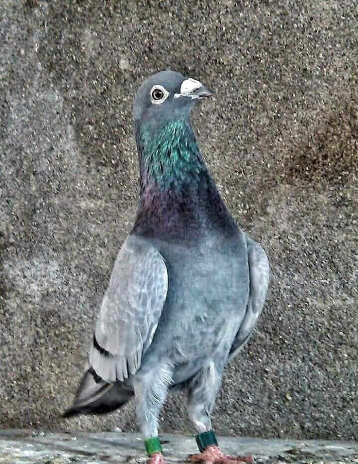 Merpati Pos Racing Pigeon Kaskus