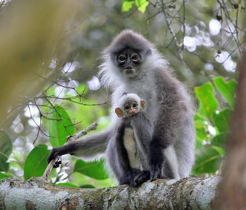 hewan langka di pulau kalimantan yang terancam punah Hewan Endemik Pulau Jawa Yang Berstatus Hampir Punah KASKUS