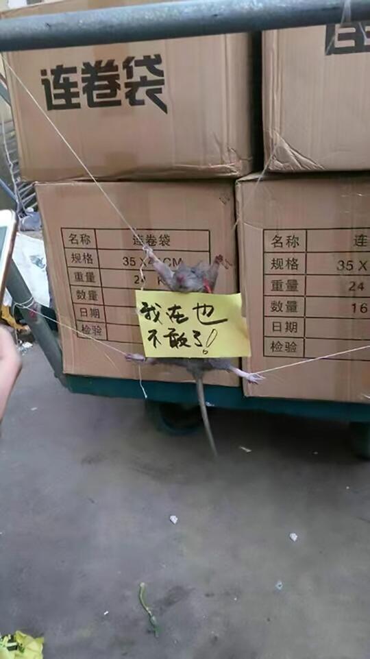 Akibat Mencuri Makanan, Tikus Ini Kena Hukuman