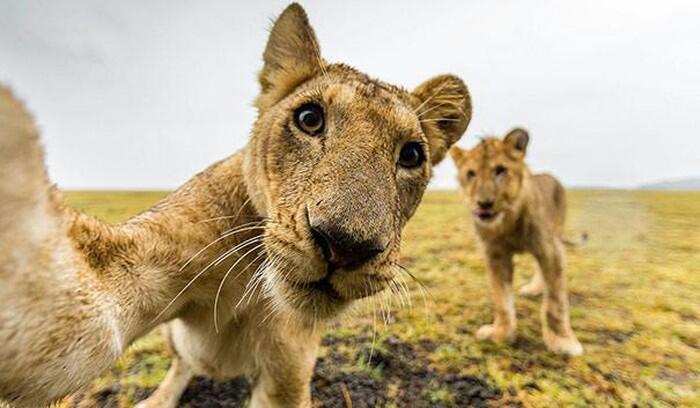 4 Foto Hewan yang &quot;Selfie&quot; Kocak Gila