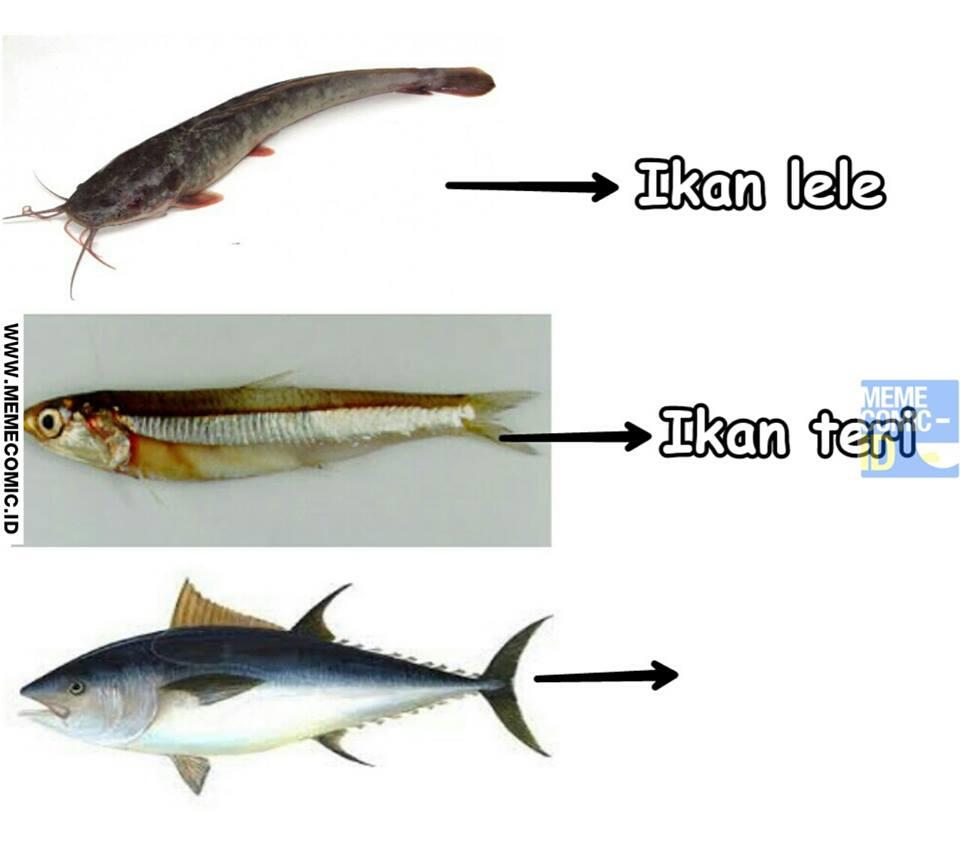 Meme Ikan Tongkol Salah Ucap Ini Bikin Ketawa Malu Malu KASKUS