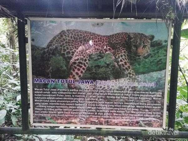 INFO!!! Spot Menarik di Taman Nasional Gede Pangrango