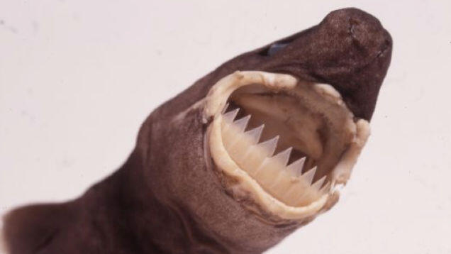 Nih Bukti Betapa Seremnya Cookiecutter Shark!