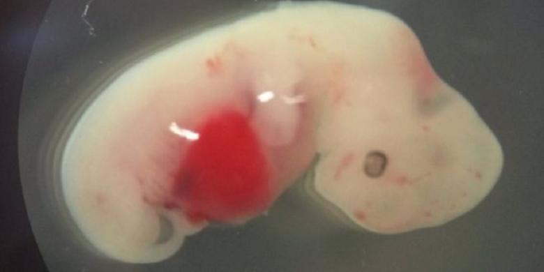 Ilmuwan Berhasil Ciptakan Embrio Babi-Manusia