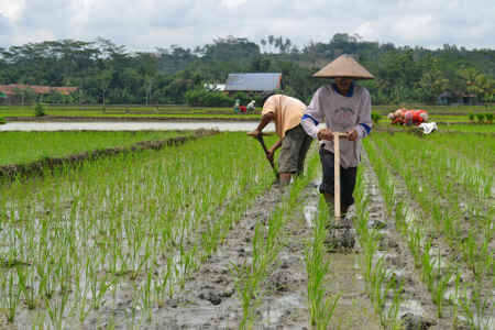 Area Sedimentasi Laguna Segara Anakan Dikonversi Jadi Lahan Pertanian