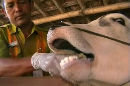 Mengenal Bahaya Penyakit Antraks