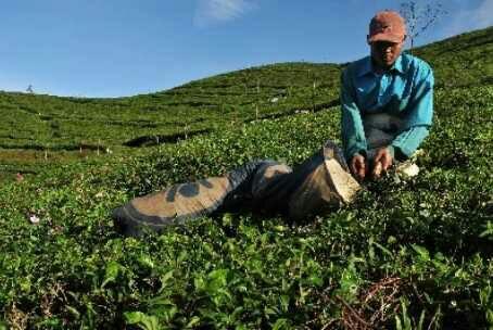 7 Hasil Pertanian Indonesia Dengan Kualitas Dunia