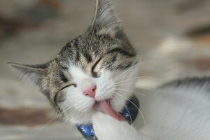 Fakta Liur Kucing Tidak Mengandung Kuman Penyakit