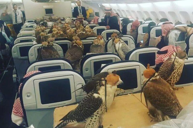 Pangeran Saudi Ajak 80 Burung Elang Miliknya Naik Pesawat