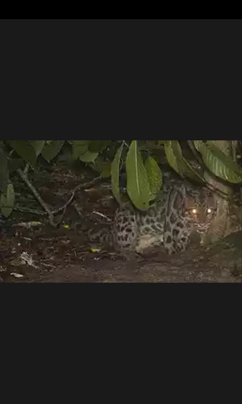 MACAN DAHAN KHAS KALIMANTAN YANG UNIK