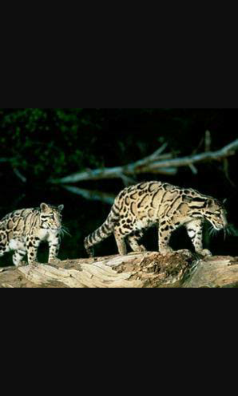 MACAN DAHAN KHAS KALIMANTAN YANG UNIK