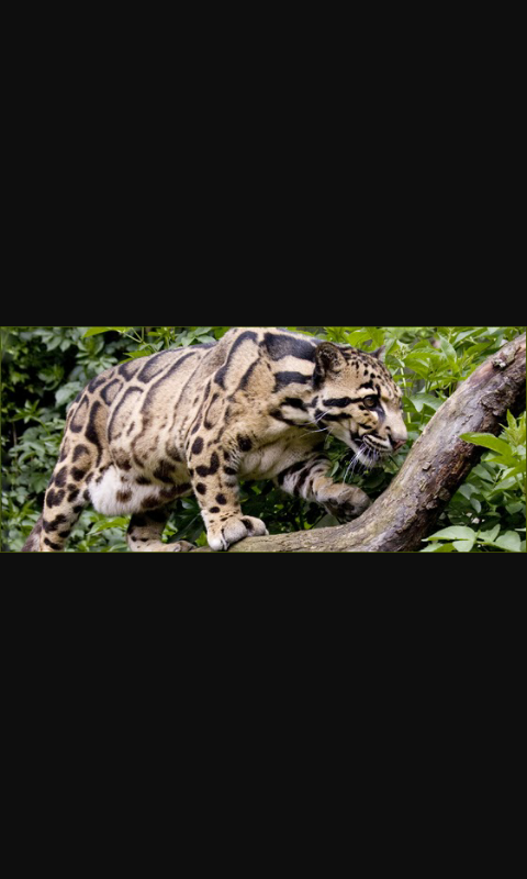 MACAN DAHAN KHAS KALIMANTAN YANG UNIK