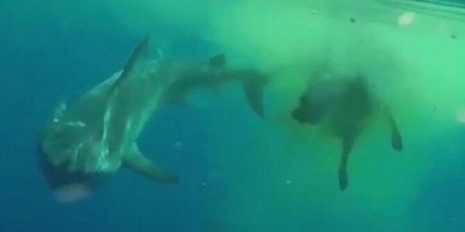 Seram, ini 8 makhluk hidup yang berhasil ditelan mentah oleh hiu