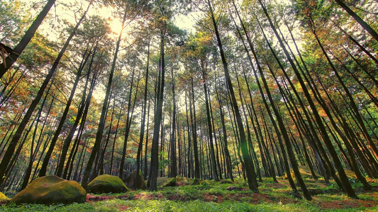 Pohon dan Ranting ini Menjadi Saksi Bisu dalam Ceritaku