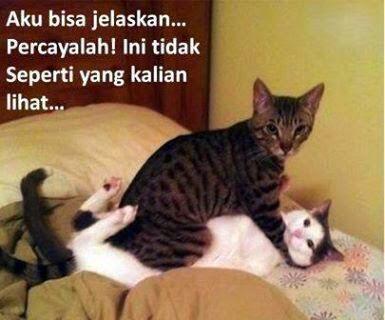 Biarkan Kucing Mendekatimu, Tandanya Kamu Akan Mendapat 3 Hal Ini