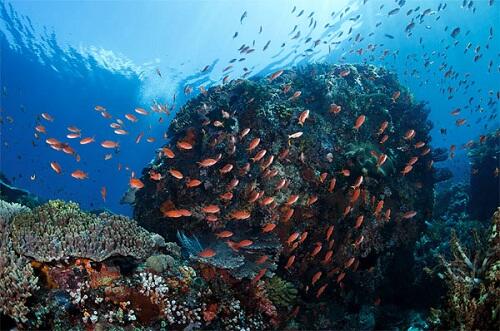 Indonesia Dinobatkan Jadi Destinasi Diving Terbaik Dunia 2017