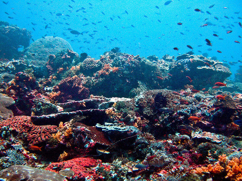 Indonesia Dinobatkan Jadi Destinasi Diving Terbaik Dunia 2017