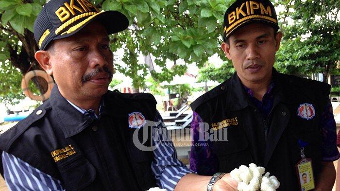 Warga Tiongkok Nyaris Selundupkan 13 Ikat Plastik Berisi Tumbuhan Karang Dilindungi