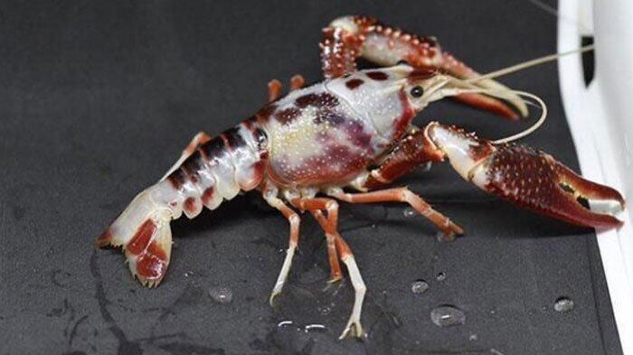 Udang Unik dan Langka Ini Harganya Setara Dua Mobil Avanza