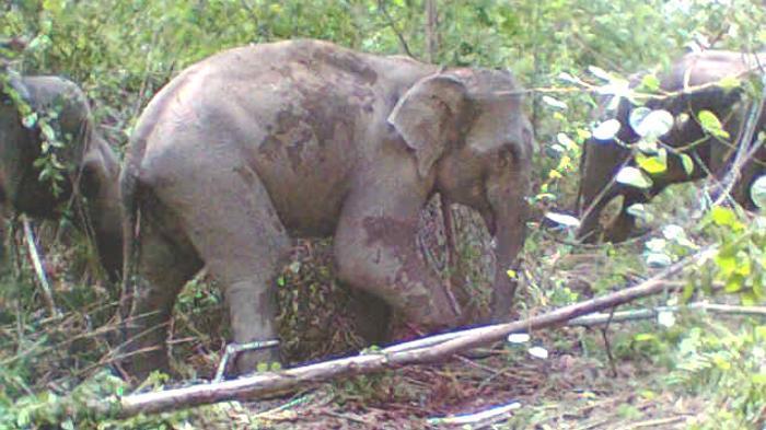 Belasan Gajah Serang Kebun di Dusun Sumedang Jaya