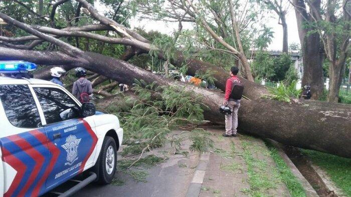Seperti Ini Penampakan Pohon yang Tumbang di Fly Over Kampus UI Depok, Sore Tadi