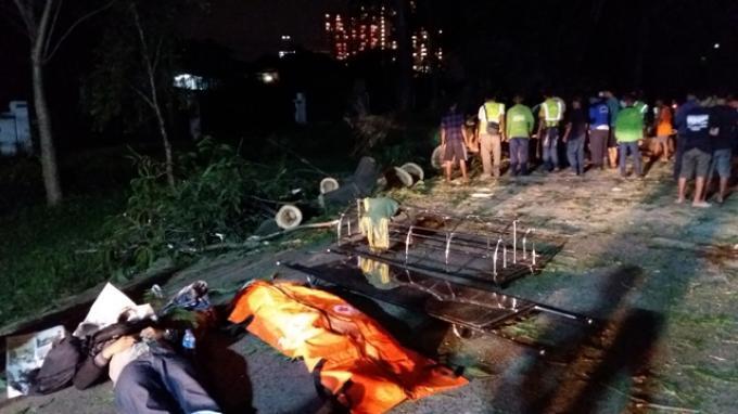 Pohon Besar yang Menimpa Dua Orang Tumbang Meski Tak Ada Hujan dan Angin Kencang