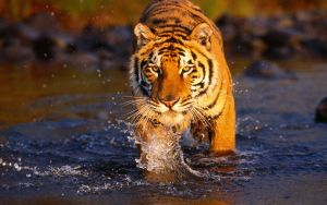 7 Sarana Ilmu Pelet Ampuh yang Berasal dari Bagian Tubuh Hewan